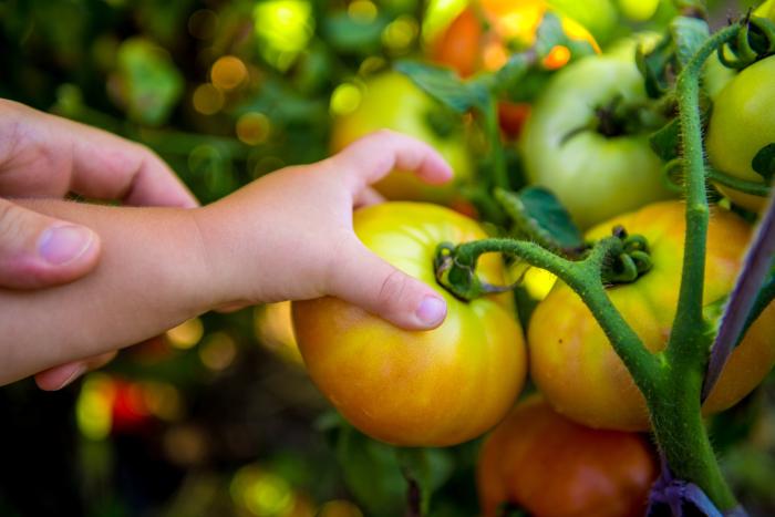 Child picking tomato