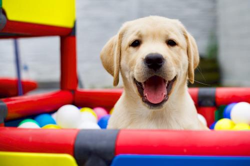 A Labrador puppy in a ball pit