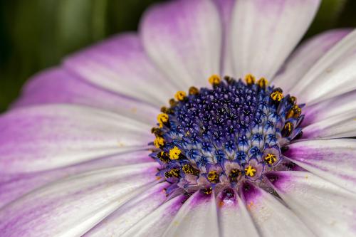 Une fleur vue à travers les yeux d’une abeille