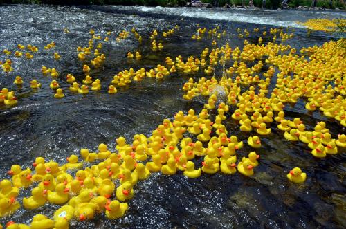 Canards en plastique à la mer