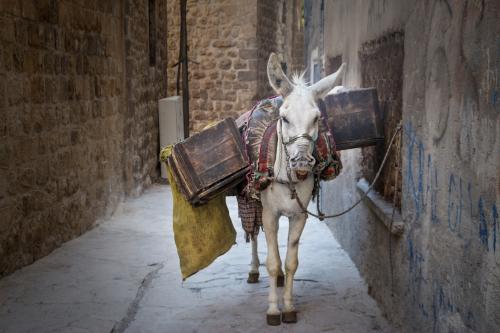 A donkey carrying boxes