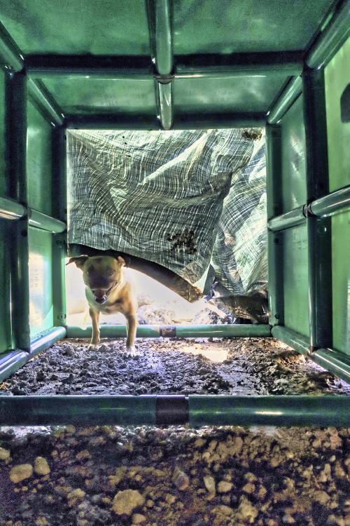 Un chien dans le tunnel QUADRO