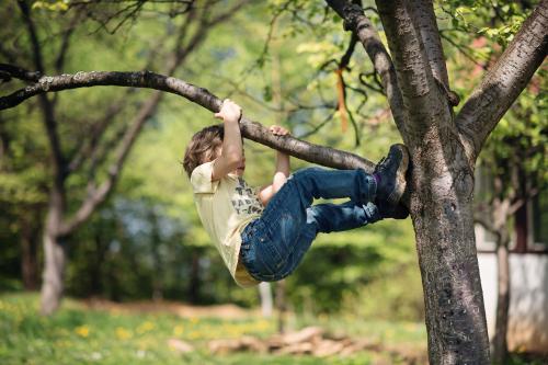 A boy climbing a tree