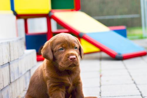 A sitting puppy