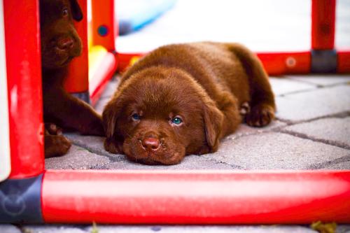 Chiot allongé au sol