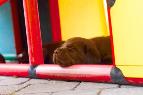 A sleeping puppy