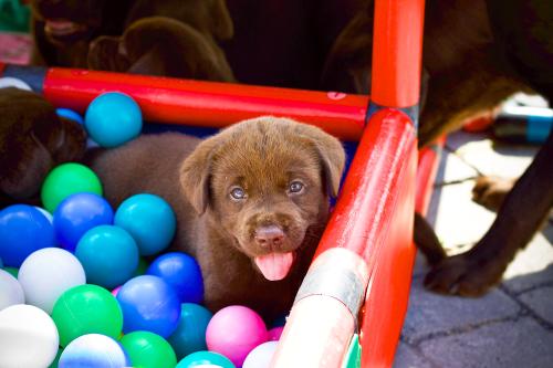 Chiot dans la piscine à balles