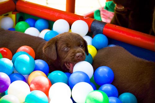 A puppy in a ball pit