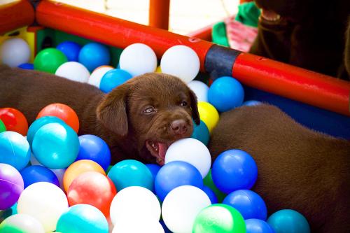 Chiot dans la piscine à balles