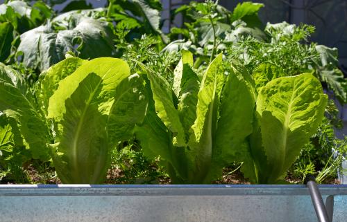 Bac à légumes