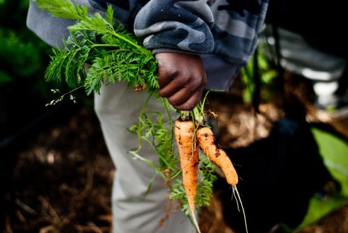 A child with freshly harvested carrots