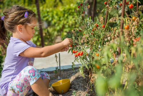 A child picking tomatoes