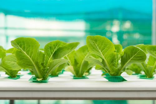 A hydroponic system with greens