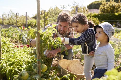 A father and child inspecting tomato plants