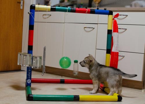 huskys3.jpg