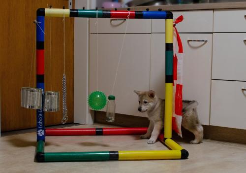 huskys5.jpg