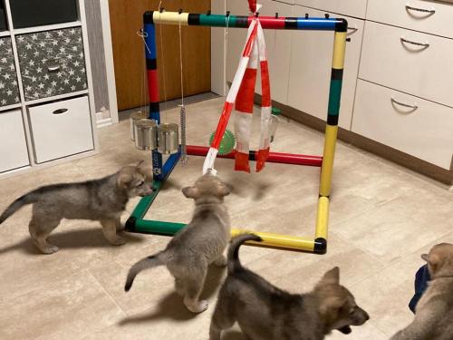 huskys6.jpeg
