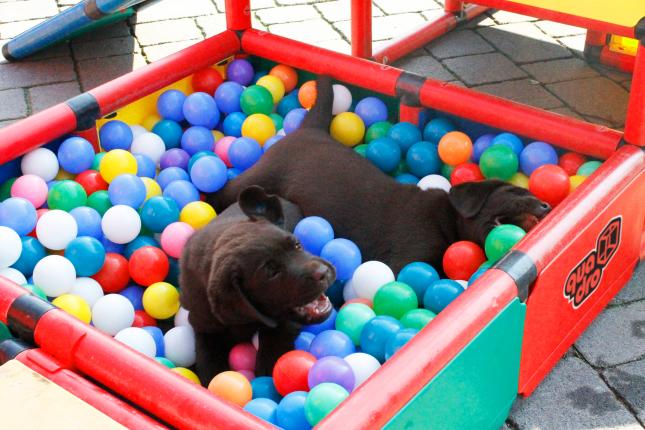 Two puppies in a ball pit